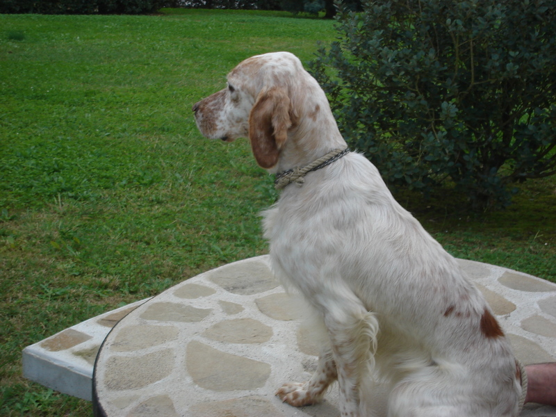 Babou De malause