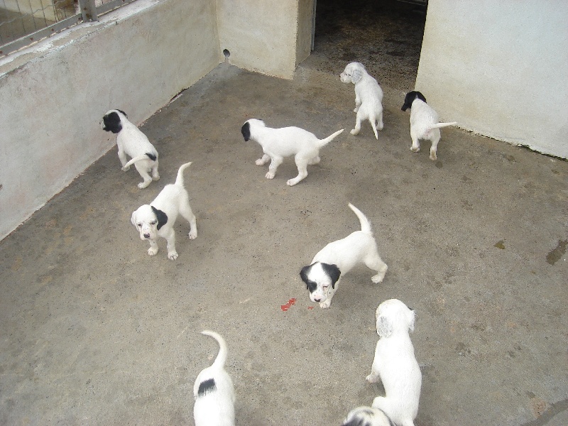 Chiots à 1 Mois