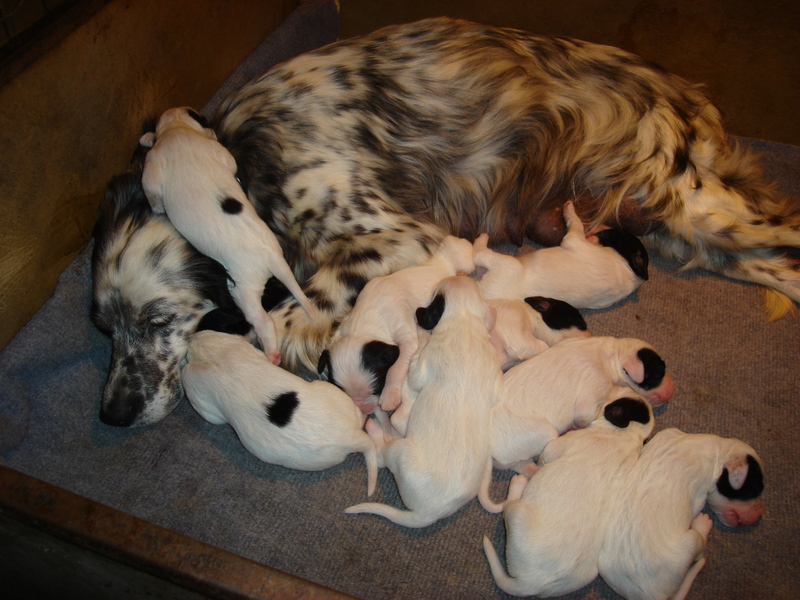 Naissance des chiots