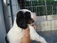 CHIOT