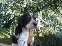 Fresko