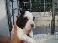 CHIOT