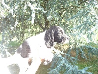 Froga