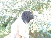 Faisy