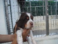 CHIOT
